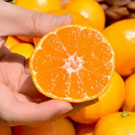 제주 노지 감귤 1kg (하우스)