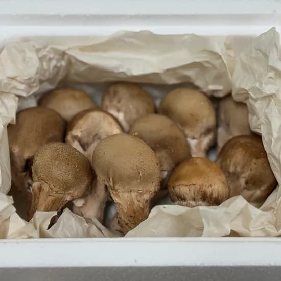 농장직송 신선한 참송이버섯 500g 가정용