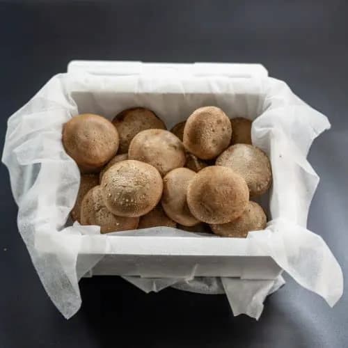 국내산 생표고버섯 상품 500g