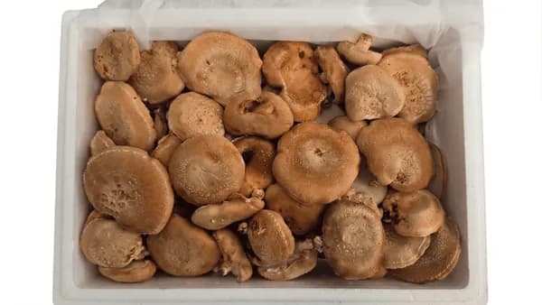 국내산 생표고버섯 가정용 1kg
