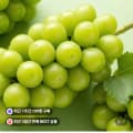 샤인머스켓 2kg 4수