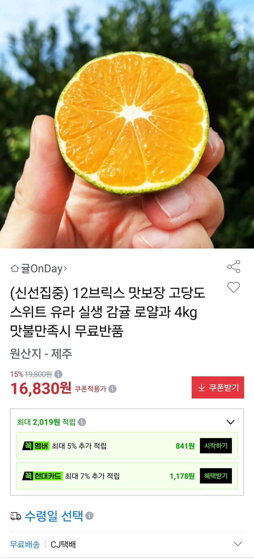 제주 유라실생감귤 4kg 로얄과 12브릭스