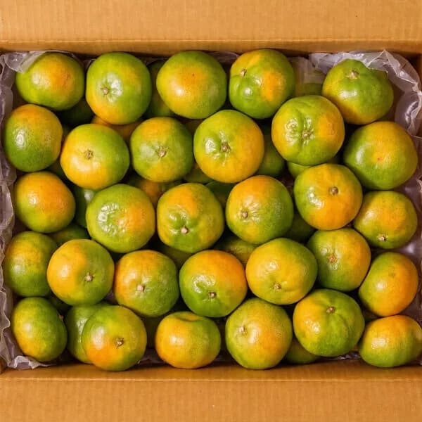 제주 노지감귤 3kg