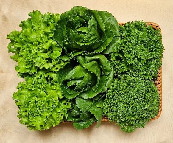 국내산 유러피안 상추 4종 믹스 1kg 6,930원
