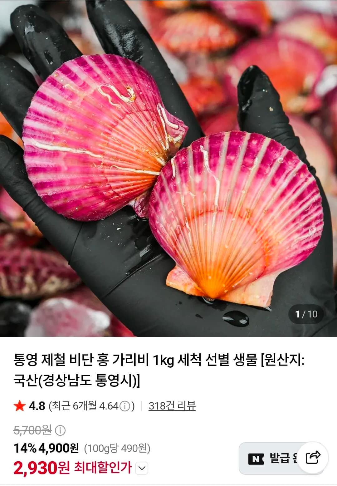 통영 홍가리비 1kg 22미 내외