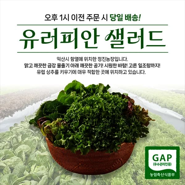유러피안 샐러드 상추 1kg