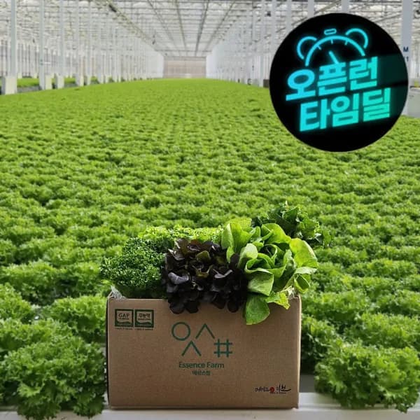 무농약 친환경 유러피안 샐러드 1kg