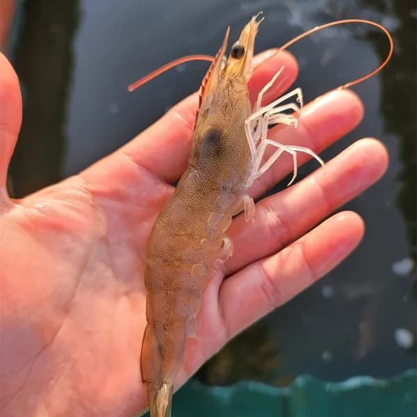 26년 제철 신안 활새우 1kg 28미내외