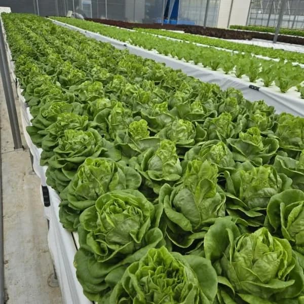 신선한 쌈 채소 유러피안 샐러드 1kg(3~4종 랜덤)