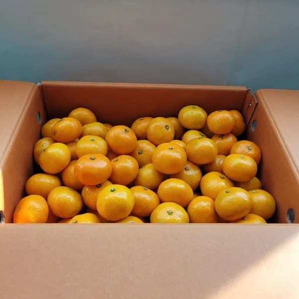 제주직송 조생감귤 서귀포감귤 5kg 로얄과