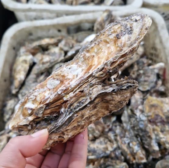 국내산 여수 석화 5kg