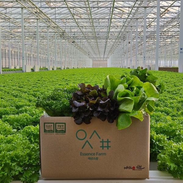APP전용] 유러피안 샐러드야채 모듬쌈 로메 인 상추 버터헤드 바타비아 크리스탈 1kg