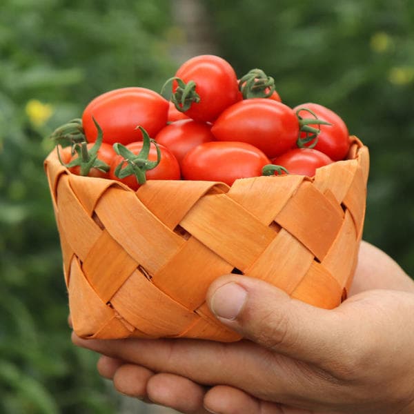 대추방울토마토 로얄과 2kg