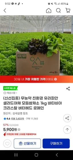무농약 친환경 유러피안 샐러드야채 모듬쌈채소 1kg 바타비아 크리스탈 버터헤드 로메인