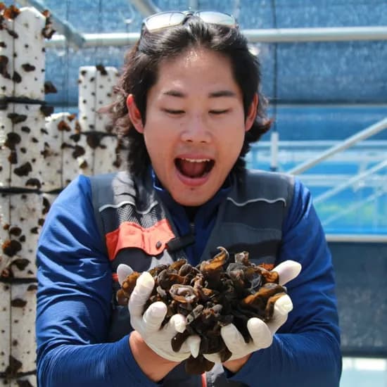 국내산 무농약 GAP 생/건 목이버섯 500g