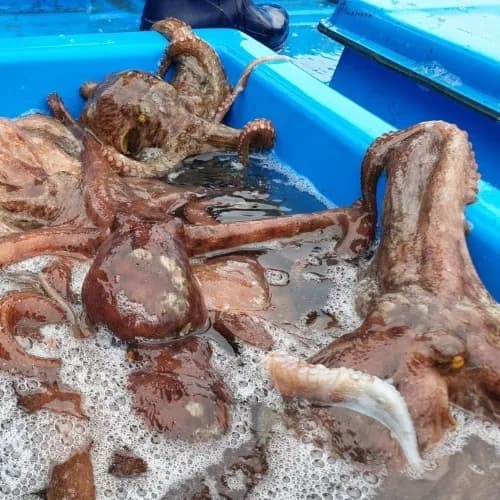 남해안 돌문어 1kg 1-3미