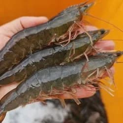 활 흰다리새우 1kg 25-28미