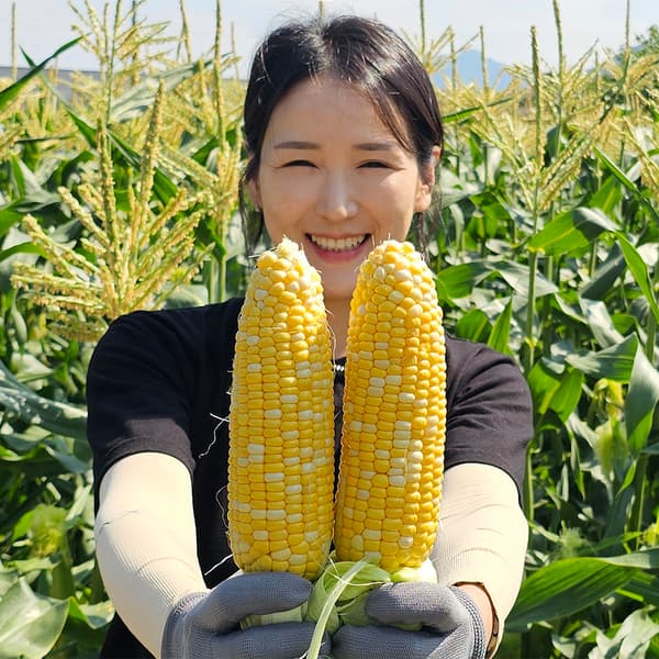 네이버) 랄라푸드 초당옥수수 14cm 특품 개당 1,100원