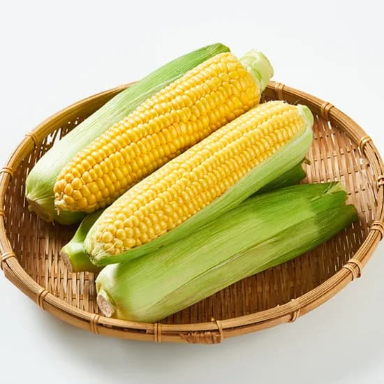 남도장터)해남 초당옥수수 특품 15cm이상 10개 9,310원