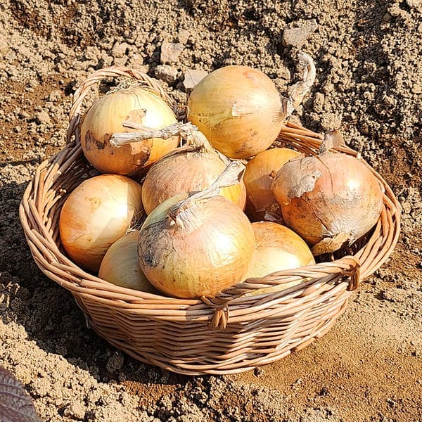 11번가) 해남 햇 양파 중과 3kg 6290원(무배)