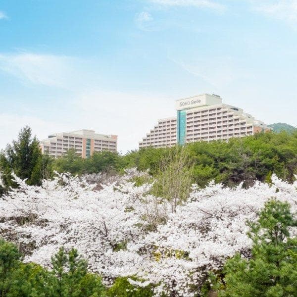 11번가) 60분러시 소노벨단양 1박+올인클루시브 3/4인패키지 185,000원~
