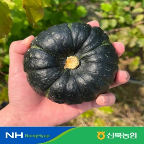 영암몰) 미니밤호박 보우짱 하우스 2kg 11,830원
