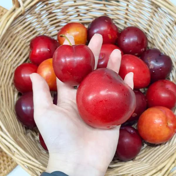 11번가) 와촌 고랭지 대석자두 1kg 소과 9610원 (무배)