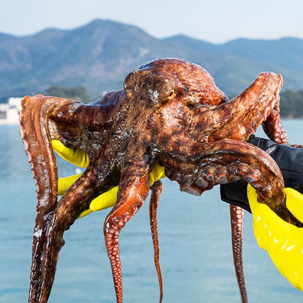 11번가) 자연산 생물 돌문어 1kg 카드할인 20,860원