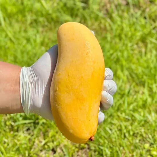 롯데온) 항공수입 태국 골드망고 5kg 내외 37,510원