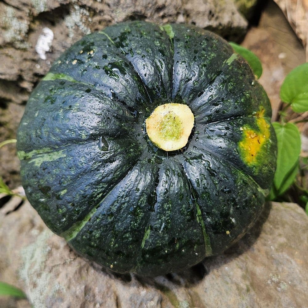 롯데온) 제주 보우짱 미니밤호박(혼합) 5kg 후숙16,830원