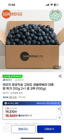 블루베리 310g 3팩