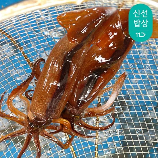 활오징어 1kg