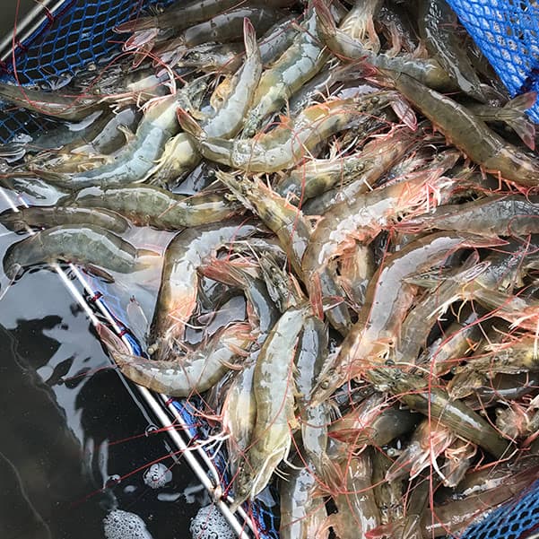 국내산 활 흰다리새우 1kg 30미 전후