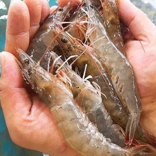 국내산 태안 활새우 1kg 28미 내외