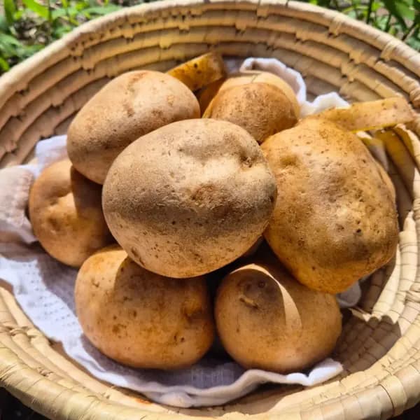 수미감자 왕특 2kg