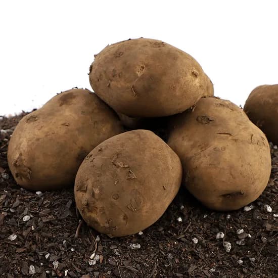 제주맛쟁이 제주도 햇감자 3kg