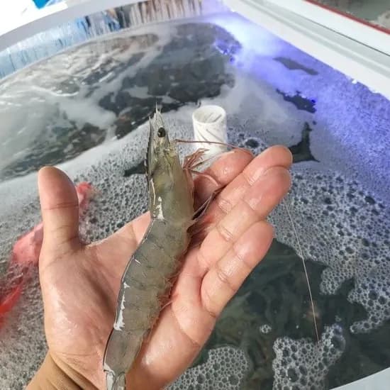 국내산 활새우 왕새우 1kg