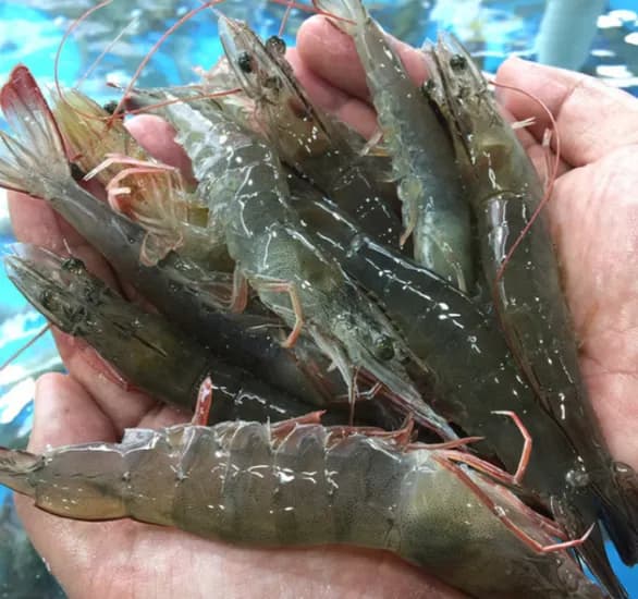 신안 왕새우 1kg 30-35미 내외 (대)