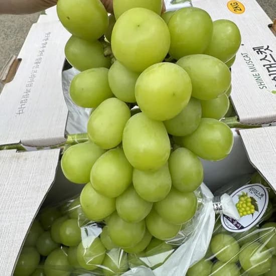 샤인머스켓 4kg 4수