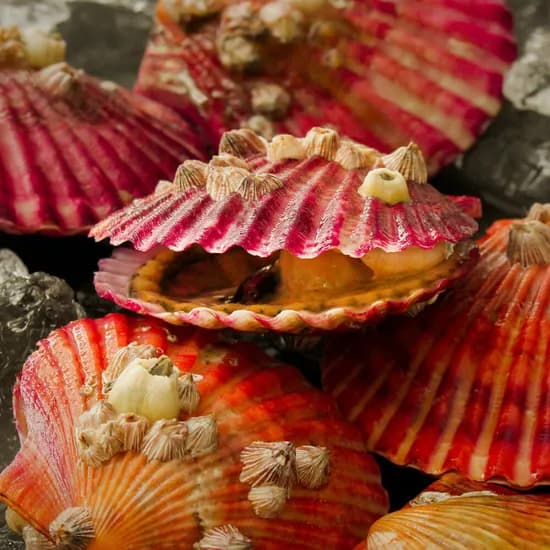 국내산 통영 제철 홍가리비 1kg x2개 (35미내외)