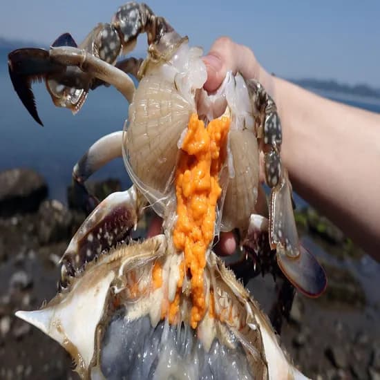 태안군 제철 암수 활꽃게 2kg 6-10미