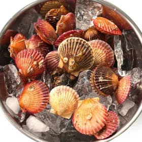 국내산 통영 제철 홍가리비 세척 선별 2kg (65미 내외)