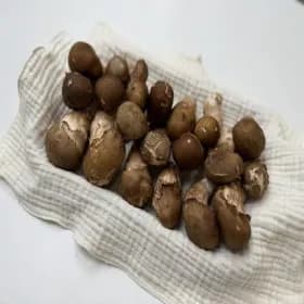 국내산 참송이버섯 1kg 혼합규격(S~M급)