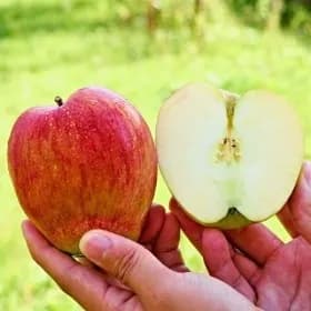 경북 빨간 홍로 사과 햇사과 가정용 4kg (30-36과)