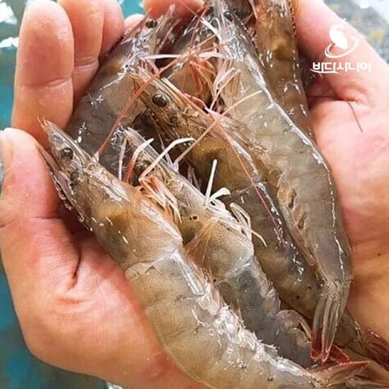 국내산 태안 살아있는 활새우 1kg (25미내외)