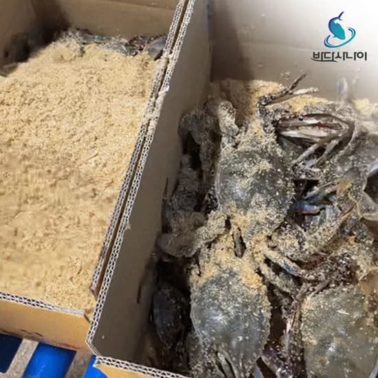 태안 활 꽃게 3kg (9~15미)