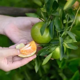 제주 햇 극조생 노지감귤 3kg 로얄과 2S-M