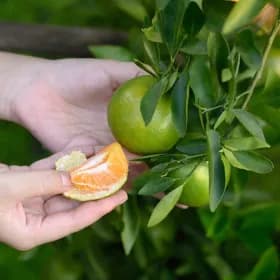 제주 극조생 감귤 3kg