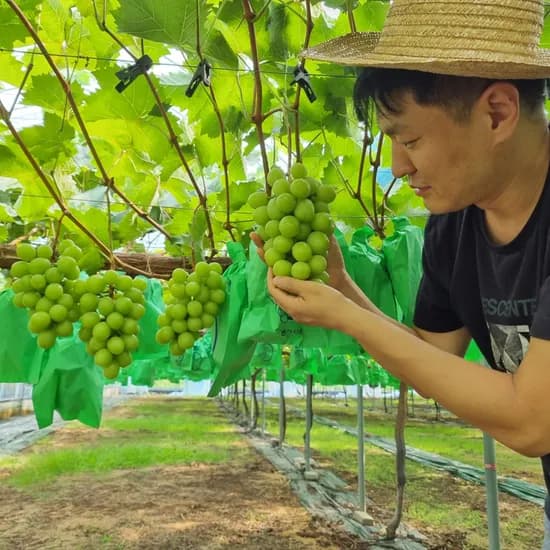 참좋은제주몰 샤인머스켓 2kg 3-4수