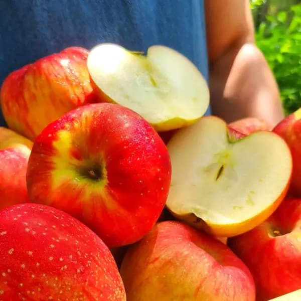 25년 첫수확 홍로사과 3kg 소과 21-23과 내외